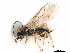  ( - NMS:Godfray:A212)  @13 [ ] CreativeCommons - Attribution (2015) CBG Photography Group Centre for Biodiversity Genomics