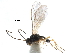  ( - NMS:Godfray:782b)  @11 [ ] CreativeCommons - Attribution (2017) CBG Photography Group Centre for Biodiversity Genomics