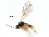  ( - NMS:Godfray:NK106)  @11 [ ] CreativeCommons - Attribution (2017) CBG Photography Group Centre for Biodiversity Genomics