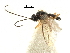  ( - NMS:Godfray:KPB-2227i)  @11 [ ] CreativeCommons - Attribution (2017) CBG Photography Group Centre for Biodiversity Genomics