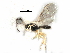  ( - NMS:Godfray:A776)  @13 [ ] CreativeCommons - Attribution (2017) CBG Photography Group Centre for Biodiversity Genomics