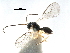 ( - NMS:Godfray:A780)  @13 [ ] CreativeCommons - Attribution (2017) CBG Photography Group Centre for Biodiversity Genomics