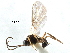  (Exotela - NMS:Godfray:NK97a)  @15 [ ] CreativeCommons - Attribution (2017) CBG Photography Group Centre for Biodiversity Genomics