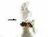  ( - NMS:Godfray:KPB-3605)  @11 [ ] CreativeCommons - Attribution (2017) CBG Photography Group Centre for Biodiversity Genomics