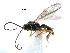  ( - NMS:Godfray:A824.529)  @12 [ ] CreativeCommons - Attribution (2017) CBG Photography Group Centre for Biodiversity Genomics