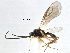  ( - NMS:Godfray:NK71)  @11 [ ] CreativeCommons - Attribution (2017) CBG Photography Group Centre for Biodiversity Genomics