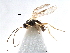  ( - NMS:Godfray:A632.2662)  @13 [ ] CreativeCommons - Attribution (2017) CBG Photography Group Centre for Biodiversity Genomics
