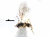  ( - NMS:Godfray:A635.3969)  @11 [ ] CreativeCommons - Attribution (2017) CBG Photography Group Centre for Biodiversity Genomics