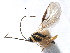  (Dacnusa aquilegiae - NMS:Godfray:KPB-A658A)  @13 [ ] CreativeCommons - Attribution (2017) CBG Photography Group Centre for Biodiversity Genomics