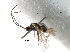  (Dacnusa delphinii - NMS:Godfray:NK59)  @13 [ ] CreativeCommons - Attribution (2017) CBG Photography Group Centre for Biodiversity Genomics
