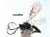  (Dacnusa nigrella - NMS:Godfray:KPB-7469B)  @11 [ ] CreativeCommons - Attribution (2017) CBG Photography Group Centre for Biodiversity Genomics