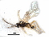  (Dacnusa veronicae - NMS:Godfray:RM-9191)  @11 [ ] CreativeCommons - Attribution (2017) CBG Photography Group Centre for Biodiversity Genomics