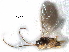  ( - NMS:Godfray:RM-7275)  @11 [ ] CreativeCommons - Attribution (2017) CBG Photography Group Centre for Biodiversity Genomics