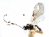  ( - NMS:Godfray:KPB-4591a)  @11 [ ] CreativeCommons - Attribution (2017) CBG Photography Group Centre for Biodiversity Genomics