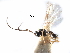  ( - NMS:Godfray:KPB-4591b)  @11 [ ] CreativeCommons - Attribution (2017) CBG Photography Group Centre for Biodiversity Genomics