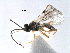  (Dacnusa plantaginis - NMS:Godfray:A887.2816.1)  @13 [ ] CreativeCommons - Attribution (2017) CBG Photography Group Centre for Biodiversity Genomics