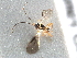  (Dacnusa ocyroe - NMS:Godfray:K28.4)  @13 [ ] CreativeCommons - Attribution (2017) CBG Photography Group Centre for Biodiversity Genomics