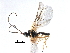  (Dacnusa macrospila - NMS:Godfray:KPB-A694d)  @14 [ ] CreativeCommons - Attribution (2017) CBG Photography Group Centre for Biodiversity Genomics
