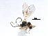  ( - NMS:Godfray:KPB-9886b)  @12 [ ] CreativeCommons - Attribution (2017) CBG Photography Group Centre for Biodiversity Genomics