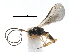  ( - NMS:Godfray:KPB-C552)  @12 [ ] CreativeCommons - Attribution (2017) CBG Photography Group Centre for Biodiversity Genomics