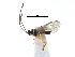  ( - NMS:Godfray:KPB-9723)  @12 [ ] CreativeCommons - Attribution (2017) CBG Photography Group Centre for Biodiversity Genomics