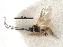  ( - NMS:Godfray:1168)  @11 [ ] CreativeCommons - Attribution (2017) CBG Photography Group Centre for Biodiversity Genomics