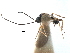  ( - NMS:Godfray:KPB-4364A)  @11 [ ] CreativeCommons - Attribution (2017) CBG Photography Group Centre for Biodiversity Genomics