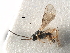  ( - NMS:Godfray:RM-7066)  @11 [ ] CreativeCommons - Attribution (2017) CBG Photography Group Centre for Biodiversity Genomics