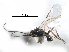  ( - NMS:Godfray:NK55b)  @14 [ ] CreativeCommons - Attribution (2017) CBG Photography Group Centre for Biodiversity Genomics