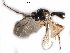  ( - NMS:Godfray:NK70c)  @11 [ ] CreativeCommons - Attribution (2017) CBG Photography Group Centre for Biodiversity Genomics