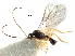  ( - NMS:Godfray:738f)  @11 [ ] CreativeCommons - Attribution (2017) CBG Photography Group Centre for Biodiversity Genomics