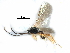  ( - NMS:Godfray:K5.0)  @13 [ ] CreativeCommons - Attribution (2017) CBG Photography Group Centre for Biodiversity Genomics