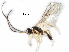  ( - NMS:Godfray:RM-4850)  @13 [ ] CreativeCommons - Attribution (2017) CBG Photography Group Centre for Biodiversity Genomics