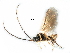  ( - NMS:Godfray:RM-5718)  @13 [ ] CreativeCommons - Attribution (2017) CBG Photography Group Centre for Biodiversity Genomics