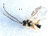  ( - NMS:Godfray:K27.20)  @12 [ ] CreativeCommons - Attribution (2017) CBG Photography Group Centre for Biodiversity Genomics