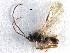  ( - NMS:Godfray:A550.6714)  @11 [ ] CreativeCommons - Attribution (2017) CBG Photography Group Centre for Biodiversity Genomics