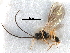  ( - NMS:Godfray:A552.6720)  @12 [ ] CreativeCommons - Attribution (2017) CBG Photography Group Centre for Biodiversity Genomics