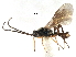  ( - NMS:Godfray:NR41)  @15 [ ] CreativeCommons - Attribution (2017) CBG Photography Group Centre for Biodiversity Genomics