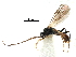  ( - NMS:Godfray:NR47b)  @13 [ ] CreativeCommons - Attribution (2017) CBG Photography Group Centre for Biodiversity Genomics