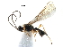  (Chorebus uliginosus - NMS:Godfray:KPB-8666)  @14 [ ] CreativeCommons - Attribution (2017) CBG Photography Group Centre for Biodiversity Genomics