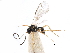  ( - NMS:Godfray:KPB-4429)  @13 [ ] CreativeCommons - Attribution (2015) CBG Photography Group Centre for Biodiversity Genomics
