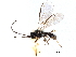  ( - NMS:Godfray:KPB-4496)  @12 [ ] CreativeCommons - Attribution (2015) CBG Photography Group Centre for Biodiversity Genomics
