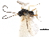  ( - NMS:Godfray:KPB-4546-b)  @13 [ ] CreativeCommons - Attribution (2015) CBG Photography Group Centre for Biodiversity Genomics