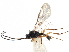  ( - NMS:Godfray:KPB-4814-a)  @11 [ ] CreativeCommons - Attribution (2015) CBG Photography Group Centre for Biodiversity Genomics