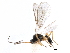  ( - NMS:Godfray:KPB-8814Aa)  @13 [ ] CreativeCommons - Attribution (2015) CBG Photography Group Centre for Biodiversity Genomics