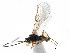  ( - NMS:Godfray:KPB-9888a)  @12 [ ] CreativeCommons - Attribution (2015) CBG Photography Group Centre for Biodiversity Genomics