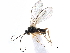  ( - NMS:Godfray:KPB-A149)  @12 [ ] CreativeCommons - Attribution (2015) CBG Photography Group Centre for Biodiversity Genomics