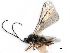  ( - NMS:Godfray:KPB-A320)  @14 [ ] CreativeCommons - Attribution (2015) CBG Photography Group Centre for Biodiversity Genomics