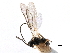  ( - NMS:Godfray:KPB-A335)  @12 [ ] CreativeCommons - Attribution (2015) CBG Photography Group Centre for Biodiversity Genomics