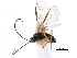  ( - NMS:Godfray:KPB-A356)  @13 [ ] CreativeCommons - Attribution (2015) CBG Photography Group Centre for Biodiversity Genomics